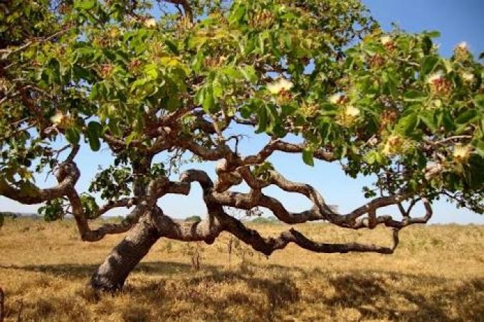 Agora Ã© lei: pequizeiro vira Ã¡rvore sÃ­mbolo do Cerrado em GoiÃ¡s