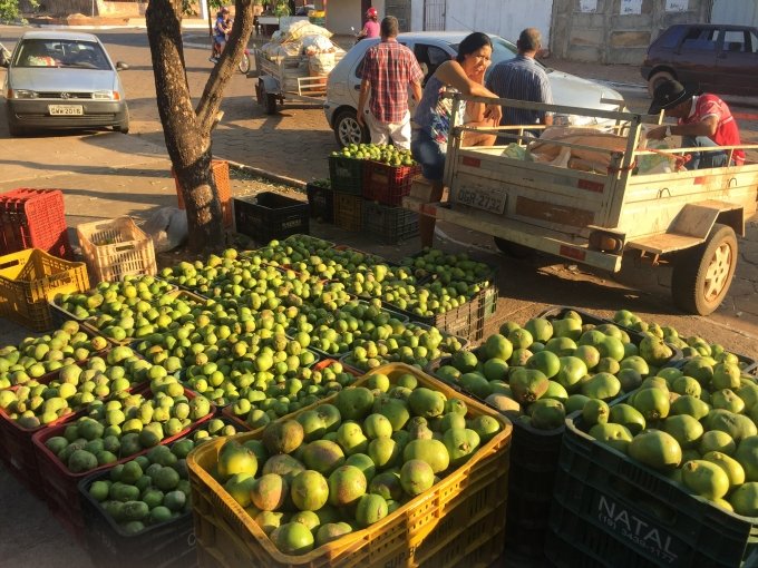 Em Santa Terezinha, comeÃ§a a colheita e comercializaÃ§Ã£o do Pequi