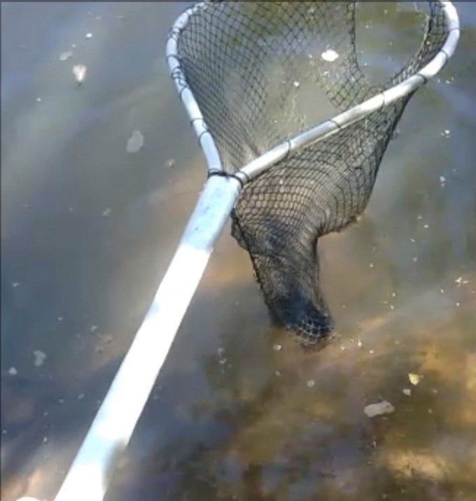 Peixes sÃ£o encontrados agonizando no Rio CrixÃ¡s